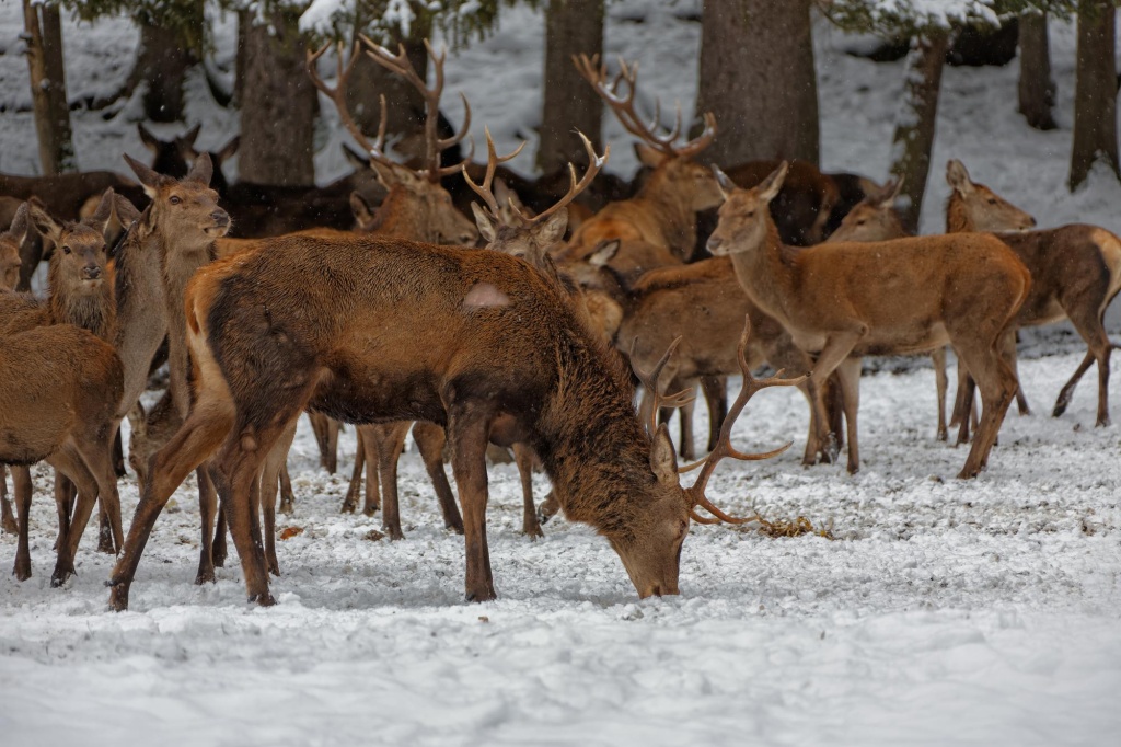В Ханты-Мансийском автономном округе ведётся активная цифровизация оленеводства