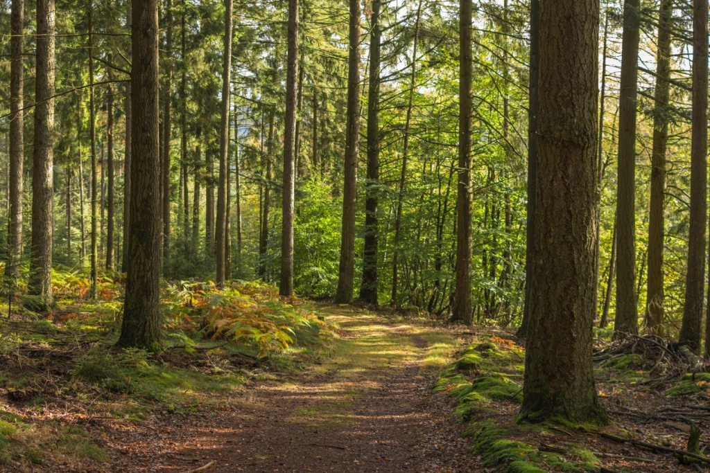 Между Оренбуржьем и ДНР подписано соглашение о сотрудничестве в сфере лесного хозяйства