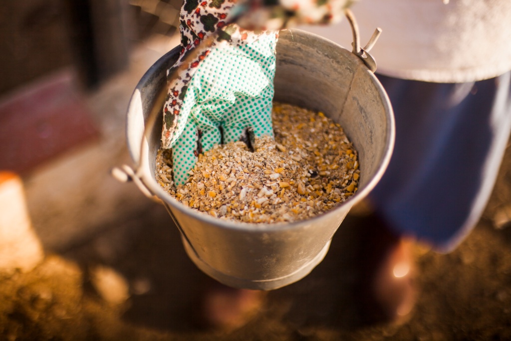 В Подмосковье строят цех по производству 100 тысяч тонн комбикорма для птиц в год